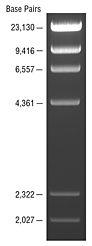 Lambda DNA-HindIII Digest visualized by ethidium bromide staining