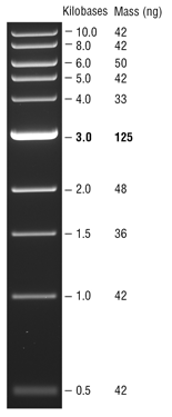 DNA Ladder