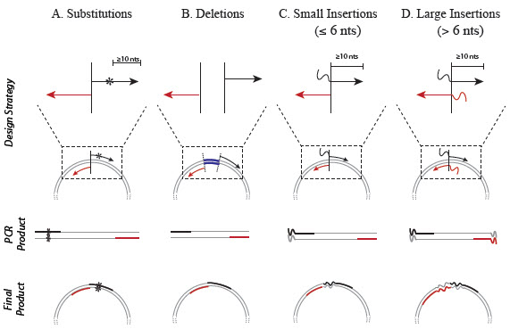 Figure 3: Primer Design for Q5 Site-Directed Mutagenesis