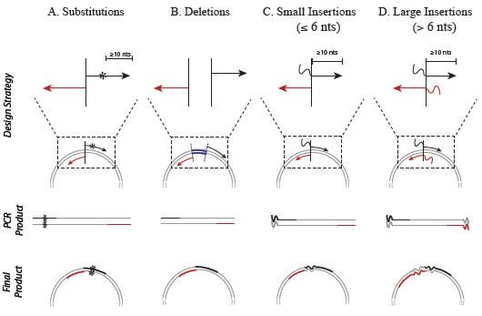 Figure 3: Primer Design for the Q5 Site-Directed Mutagenesis Kit