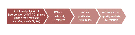 Figure 2. Overview of mRNA synthesis workflow with the HiScribe T7-ARCA mRNA Kit