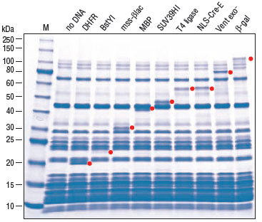 Figure 1: Protein expression using the PURExpress® In Vitro Protein Synthesis Kit. 