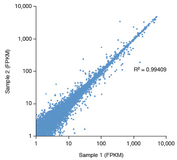 Equivalent transcript representation is achieved between technical replicates of NEBNext Ultra Directional RNA libraries