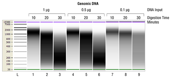 Figure 1: Fragmentation of E. coli gDNA.