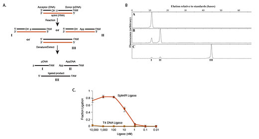 Ligation of DNA splinted by RNA