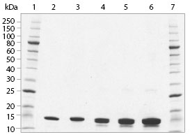 SDS-PAGE analysis of Histone H2A/H2B Dimer, Recombinant