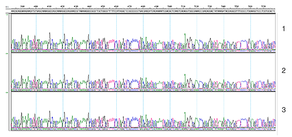 DNA from Monarch Plasmid Miniprep Kit is reproducibly compatible with DNA sequencing. Plasmid DNA from three separate preps was sequenced using BigDye® Terminator chemistry on an Applied Biosystems 3730XL DNA Analyzer. The electropherograms demonstrate the quality of the DNA is reproducible.