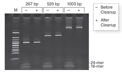 Monarch PCR & DNA Cleanup Kit (5 μg) removes low molecular weight primers from dsDNA samples. Three independent amplicons (267 bp, 520 bp, 1003 bp) were spiked with two oligonucleotides (16-mer, 24-mer) to a final concentration of 1 μM. Half of each mix was purified with the Monarch PCR & DNA Cleanup Kit (5 μg) following the included protocol. Equivalent fractions of the original mixture and the eluted material were resolved on a 20% TBE acrylamide gel at 100V for one hour and stained with SYBR Green II.