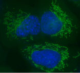 Figure 1: Live U2OS cells transiently transfected with pSNAP-Cox8A (mitochondrial expression).