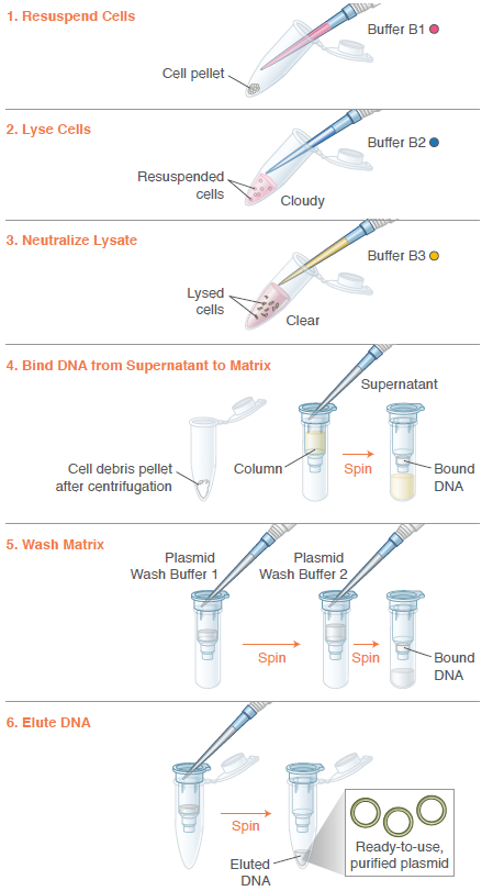 Monarch Plasmid Miniprep Kit Protocol