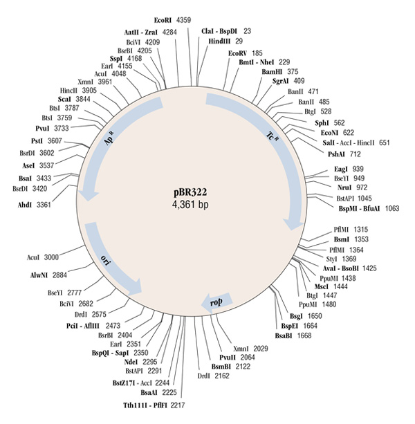pBR322_map