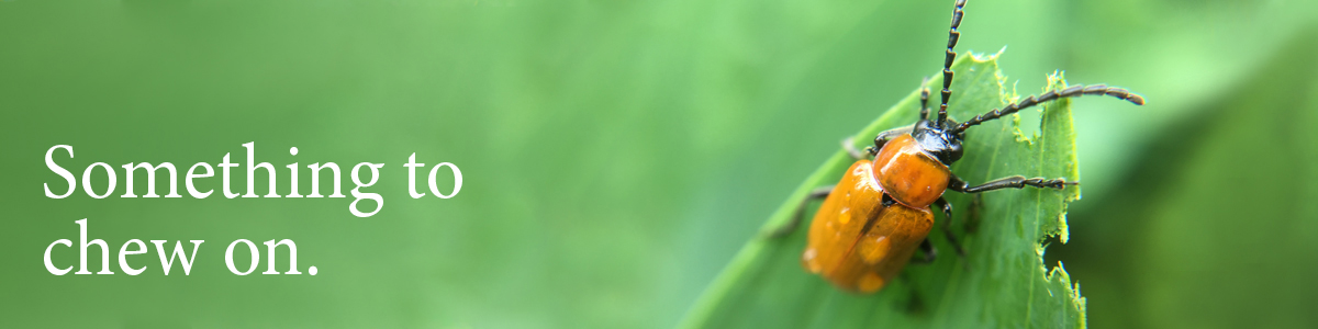 Endo_Exo_Beetle_LP_Banner_1200x300