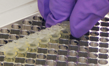 DNA_Amplification_TN