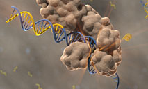 PCR_TN