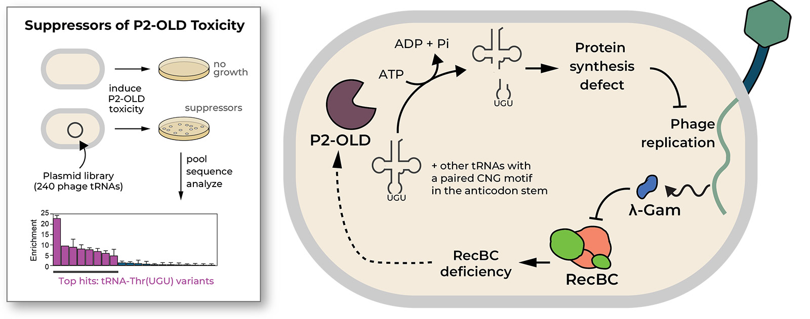 Diagram showing how phage tRNAs rescue cells from P2-OLD toxicity by restoring protein synthesis, revealing target tRNAs through sequencing.