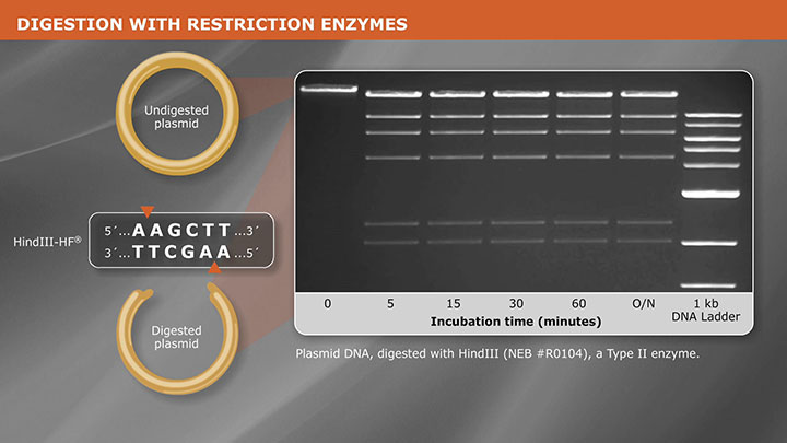 CloningWithREsVideo_thumb