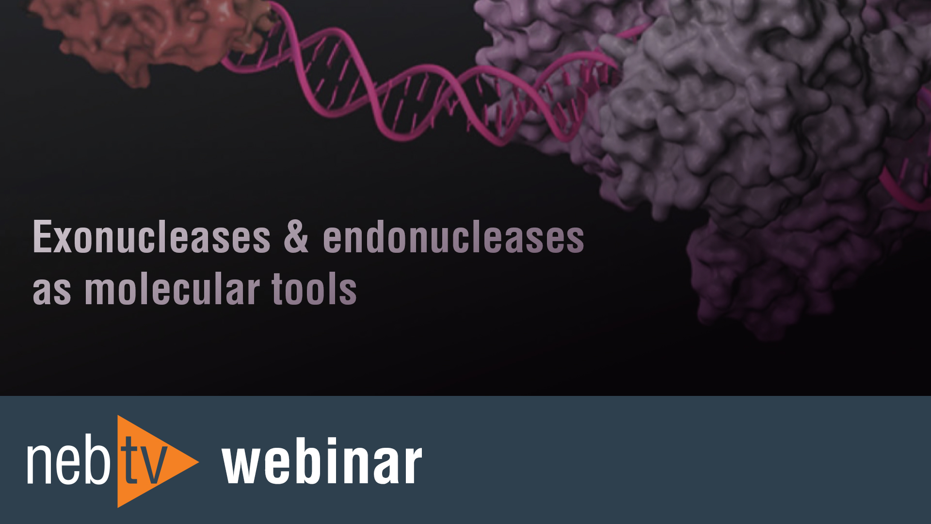 NEBTV_Webinar_Exonucleases_endonucleases-as-molecular-tools_1920