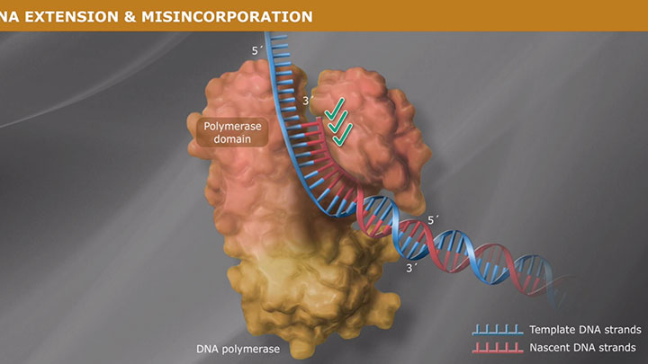 ProofreadingPolymerase_thumb