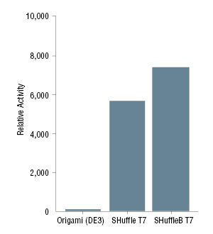 Figure 2, PfCHT1 chitinase activity assayed from crude lysates: