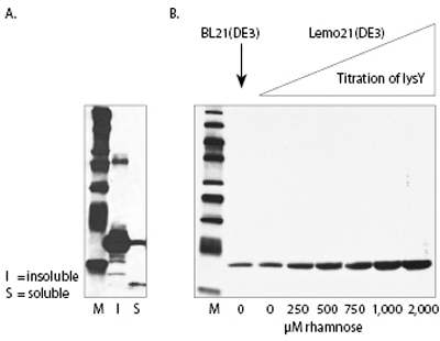 Western analysis of 6-His tagged Brugia malayi protein 