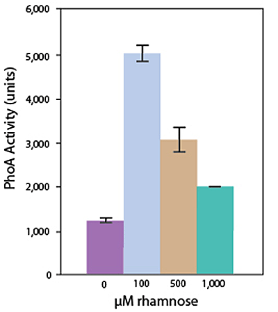 Overnight expression of a membrane protein – PhoA fusion