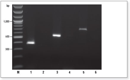 Figure 2. Performance evaluation of the EpiMark Bisulfite Conversion Kit.