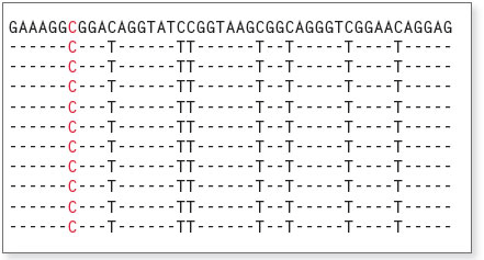 Figure 3. Conversion of a methylated DNA fragment.