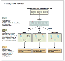 Figure 1a: Experimental Overview