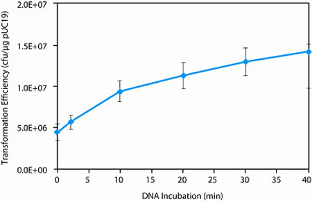 Effect of DNA incubation time on NEB 5-alpha competent E.coli transformation efficiency: 