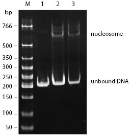 Nucleosome formation